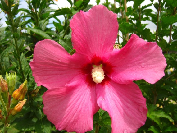 Red Rose of Sharon 25 Seeds Hibiscus by HippychicsSeedsnMore