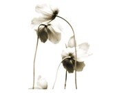 Sepia Fine Art Flower Photograph Ballad Of Blooms Black White Neutral Decor Minimalist Nature Garden Dreamy