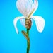 Autumn Blooming Bearded Iris - French Beaded Flower