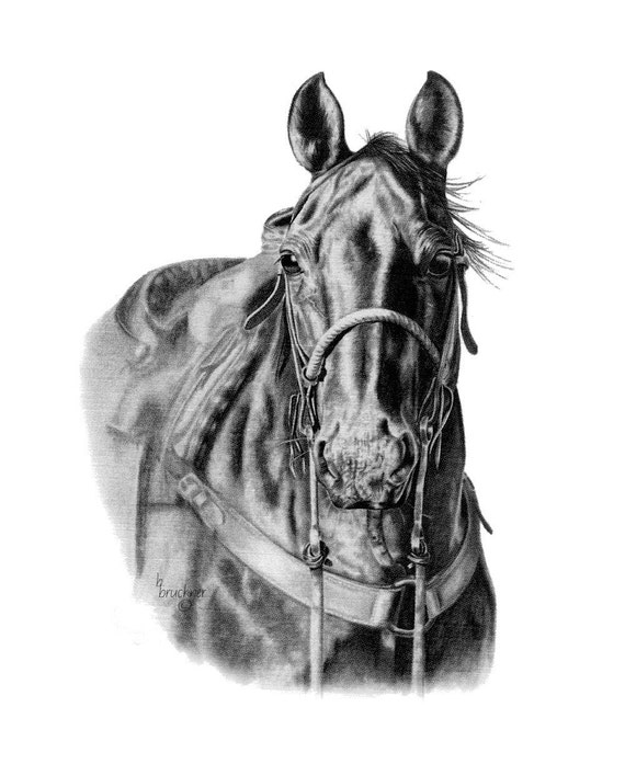 The Working Cowhorse Western Equine Print from Pencil Drawing