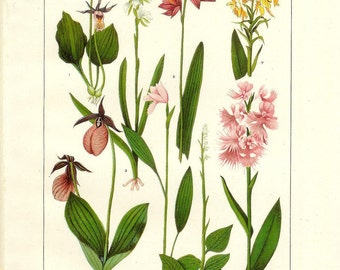 1912 Botany Print - American Orchid Flowers - Vintage Antique Art Illustration Book Plate Natural Science Great for Framing 100 Years Old