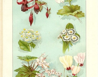 1903 Botany Print - Greenhouse Plants - Vintage Antique Art Illustration Book Plate Natural Science Great for Framing 100 Years Old