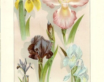 1903 Botany Print - Fleurs-de-lis - Vintage Antique Art Illustration Book Plate Natural Science Great for Framing 100 Years Old