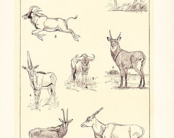 1903 Animal Print - Antelopes - Vintage Antique Home Decor Book Plate Art Illustration for Framing 100 Years Old