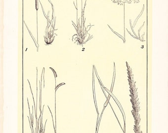 1903 Botany Print - Grasses - Vintage Antique Art Illustration Book Plate Natural Science Great for Framing 100 Years Old