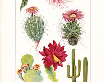 1903 Botany Print - Cacti - Vintage Antique Art Illustration Book Plate Natural Science Great for Framing 100 Years Old