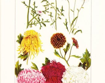 1909 Botany Print - Chrysanthemum Flowers - Vintage Antique Art Illustration Book Plate Natural Science Great for Framing 100 Years Old