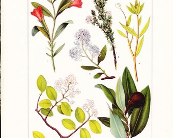 1912 Botany Print - California Shrubs - Vintage Antique Art Illustration Book Plate Natural Science Great for Framing 100 Years Old