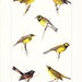 1903 Bird Print - American Wood Warblers - Vintage Antique Home Decor Book Plate Art Illustration for Framing 100 Years Old