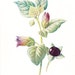 CLEARANCE SALE was 10 Bucks - 1900 Botany Print - Deadly Nightshade - Vintage Antique Flower Art Illustration 100 Years Old