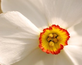 Daffodil, Yellow, Orange and White Flower, Spring Garden, Digital Download, Printable Art, Flower Photography, Happy Face, Cottage Decor