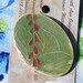 HOSTA in BLOOM pin handmade Shade Garden Star ceramic-watercolor asparagus green & deep orchid large oval by Wisconsin watercolor artist