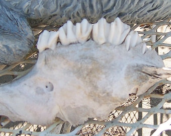 Natural Real Animal Scull, Jaw Bone With Teeth, Bleached by Sun, Rain and Wind, Taxidermy Bones