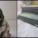 vintage Dog, Cocker Spaniel statue, Setter figurine, rustic chippy charmer looking for his forever home