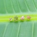 Rough Gemstone Stud Earring Single Posts Prong Sterling Silver Uncut Cartilage Piercing Third Hole Pink Green Vixen Design Studio on Etsy