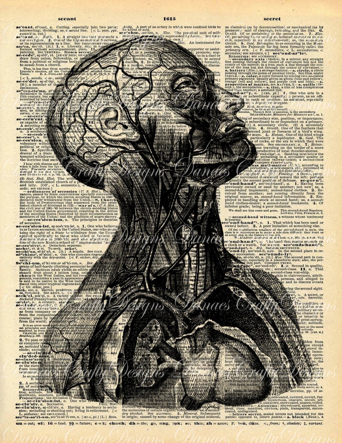 Vintage Anatomy Torso Print on Dictionary Print Background