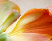nature photography, orange tulips photography, 5x5 botanical print, flower, red, yellow, orange, bloom, vibrant, colorful