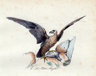 1870 rare Antique Victorian EAGLE print By BUFFON, The little eagle and the osprey