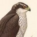 Vintage BIRD print, Northern Goshawk plate.