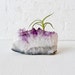 Huge Amethyst Geode Crystal Slab w Myosura LIVE Air Plant Garden