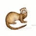 Original 9x7 Watercolour FERRET no.1 NOT A PRINT ..Original Painting brown