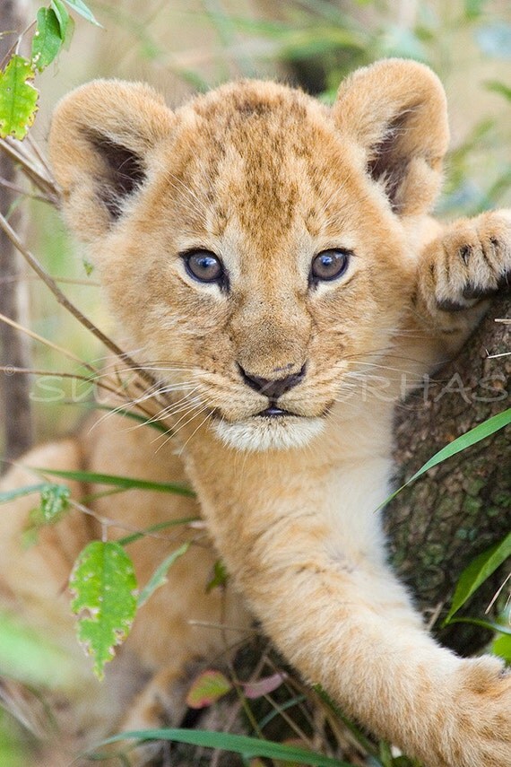 40 OFF SALE Cute Baby Lion Photo Baby Animal Photograph