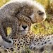 40% OFF SALE - Cheetah Baby Playing w/ Mom Photo, Baby Animal Photograph, Wildlife Photography, Nursery Art, African Safari