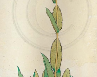 Blue Poppy, Welsh Poppy, Meconopsis Grandis, Nature, Vintage 1920s Print
