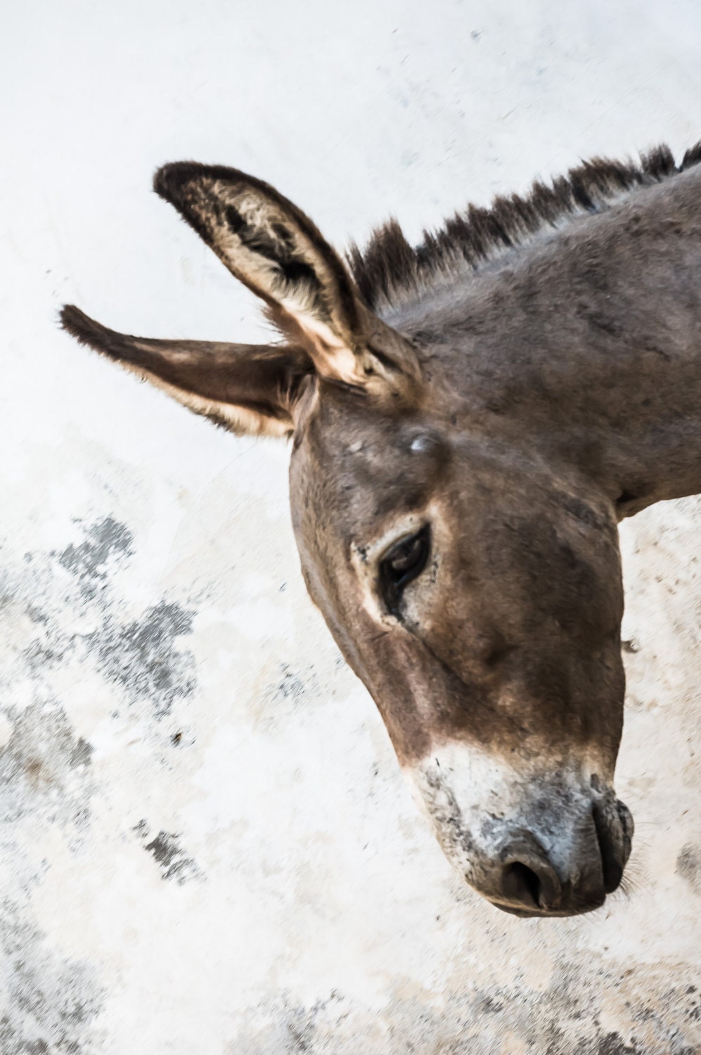 Lamu Donkey Portrait Fine Art Photography Wall Décor