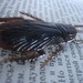 Disgusting Creepy Cockroach Brooch Pin