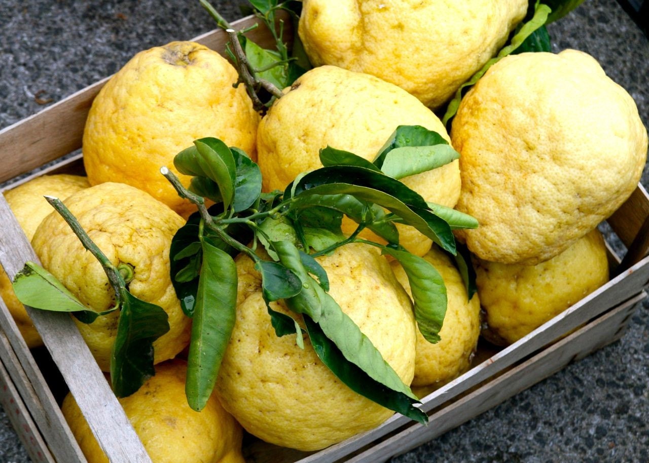Можно кормящим лимоны. Amalfi Lemon. Лимончелло фрукт. Италия Лимончелло Амальфи. Амальфи лимонный сорбет.