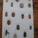 Vintage Double Sided Insect Botanical Print- Green Walking Stick and Beetles