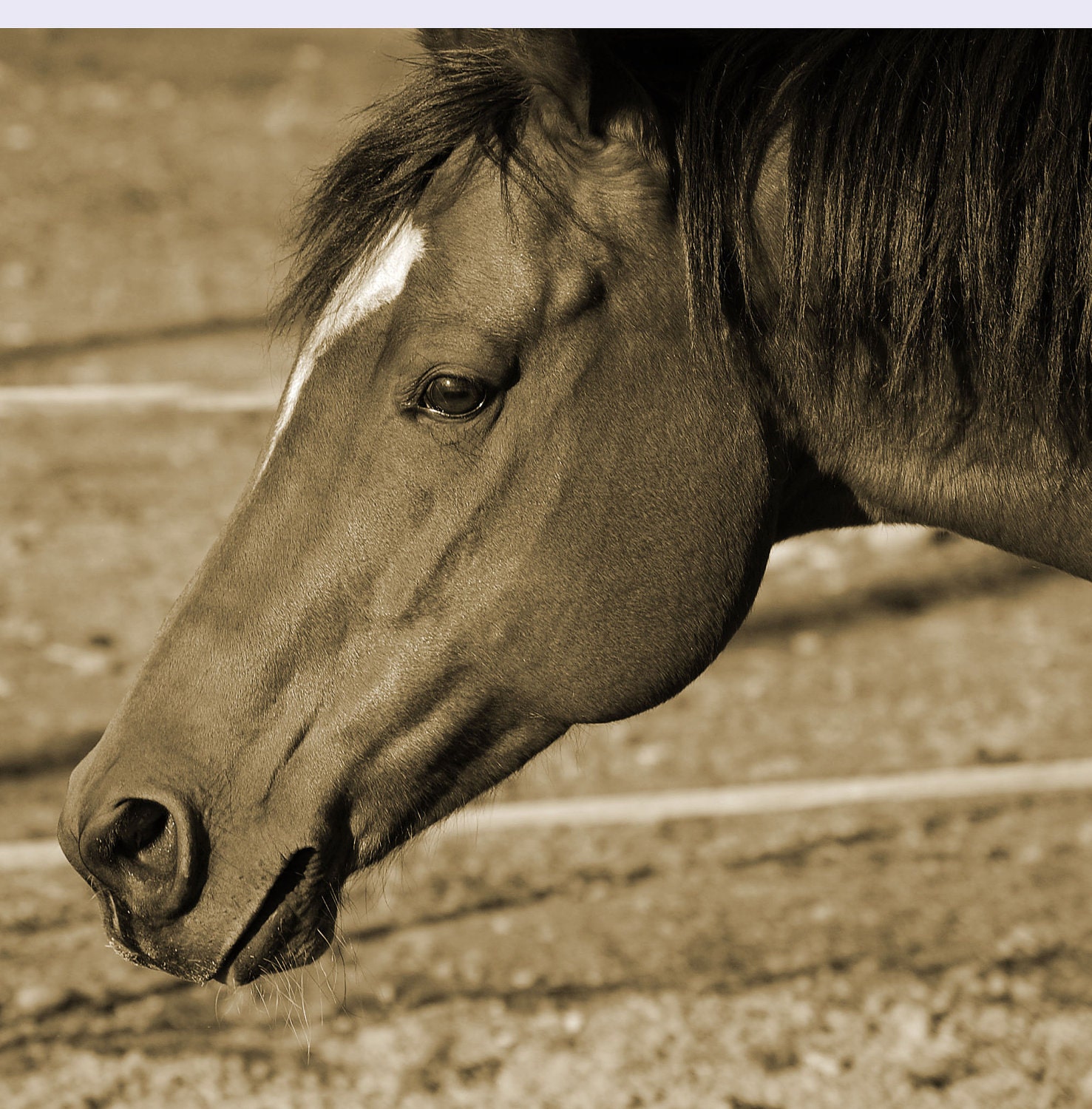 Horse Photography 8x10 Print Thoroughbred Horse in Sepia