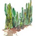 Emerald Green Succulent sketch Cactus fence - fine art print from an original watercolor sketch