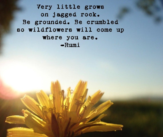 Items similar to Dandelion Photograph with Rumi Quote on Etsy