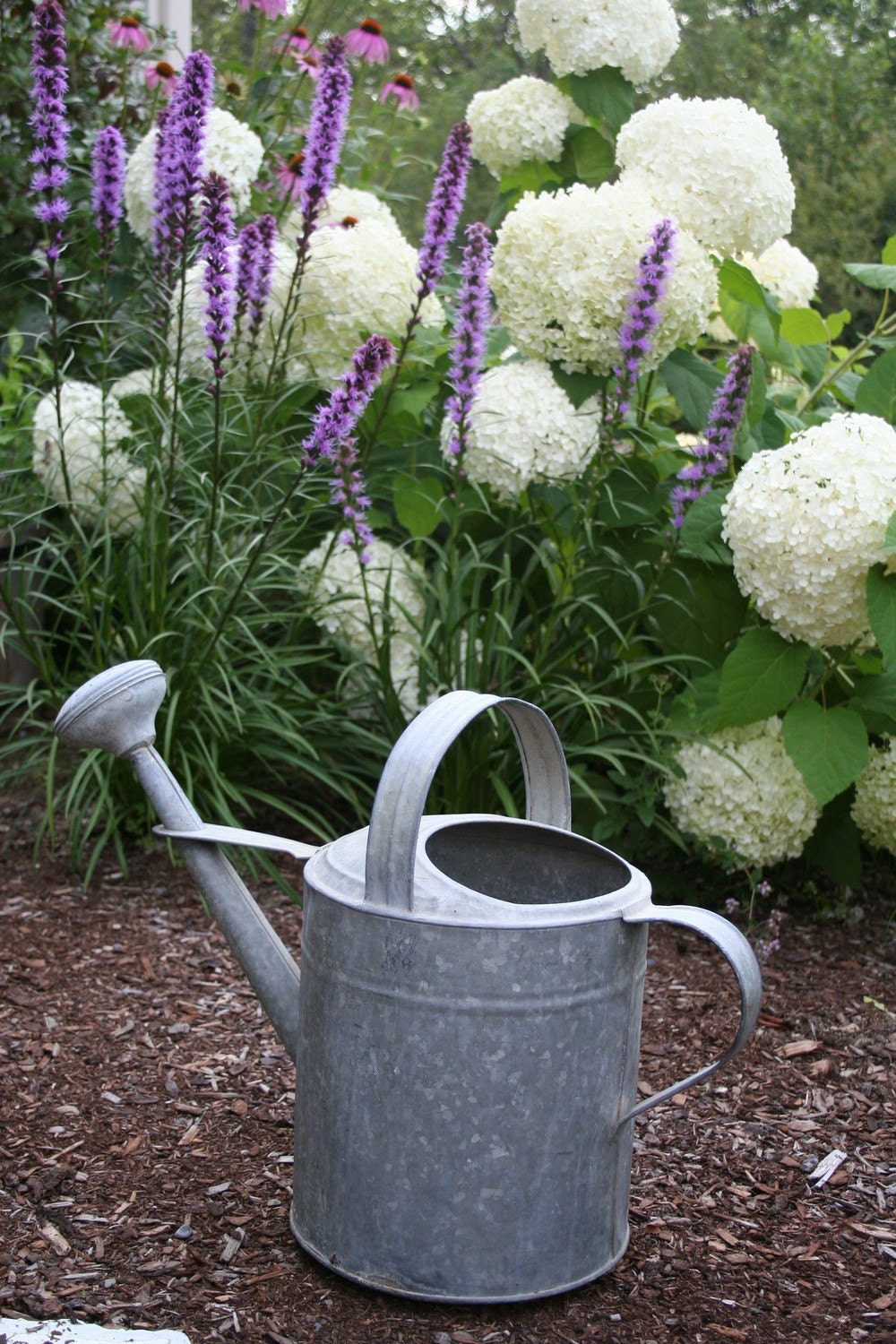 Photograph of Watering can garden scene with by CelesteCotaPhoto