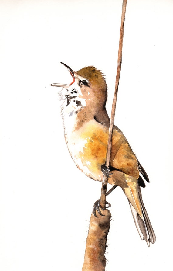 Bird Watercolor Painting -B057-  print of watercolor painting A4