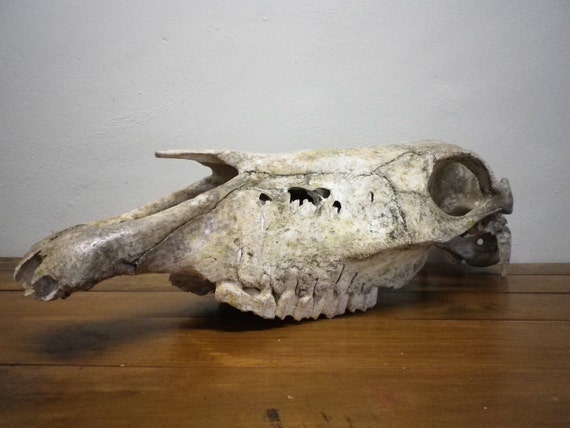 Real Animal Skull Vintage Primitive Art Glazed by VillaMaria9