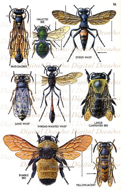 vintage insect clipart - photo #39
