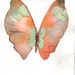 SPRING SALE Pale green and orange butterfly original watercolour painting