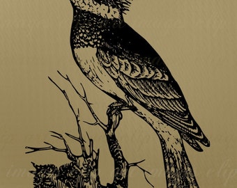 Kingfisher Bird Clip Art, Royalty Free, No Credit Required