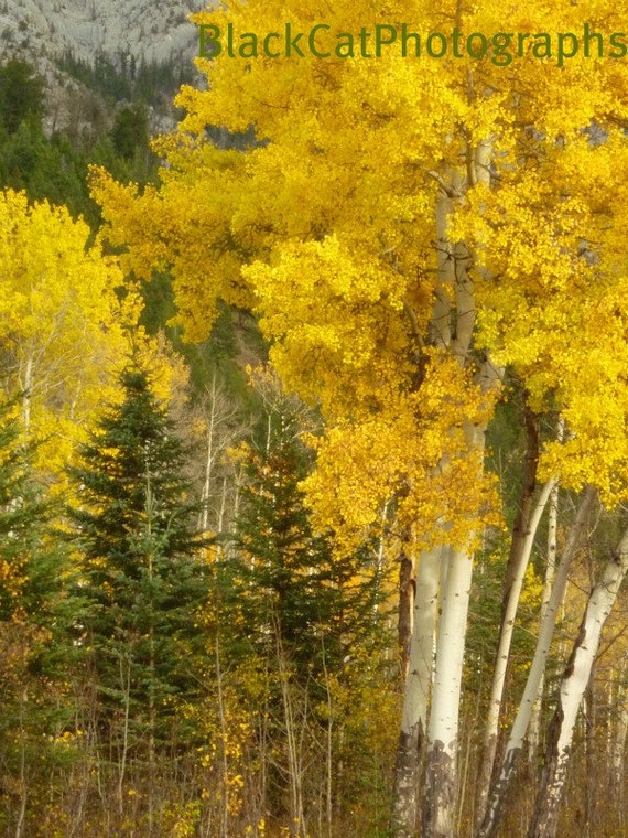 Items similar to Aspen tree photograph, lemon yellow leaves, Autumn ...