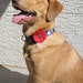 Small Red Dog Collar Flower Accessory