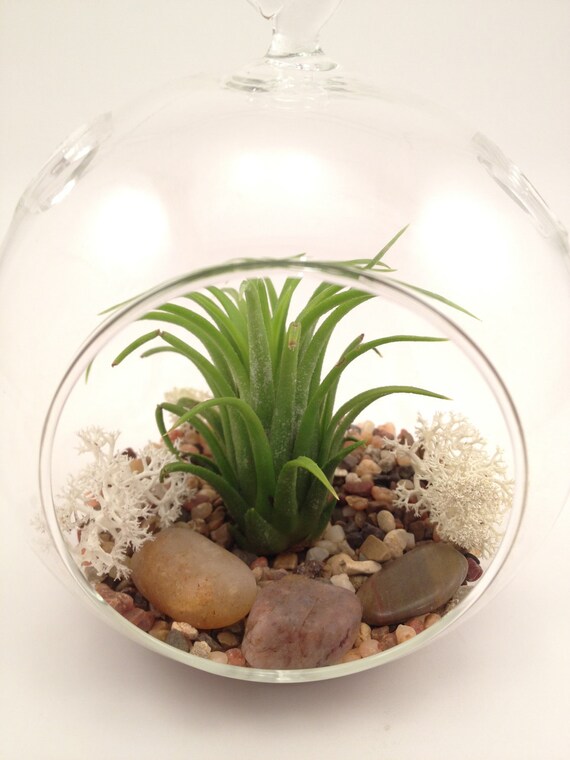 Items similar to Air plant terrarium Kit // Hanging Tillandsia Terrarium Kit // Glass Ball