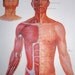 Medical Chart - Anatomical Poster - French Text - Acupuncture - Alternative Medicine - Anatomy Print - Science Poster -Cool Industrial Decor