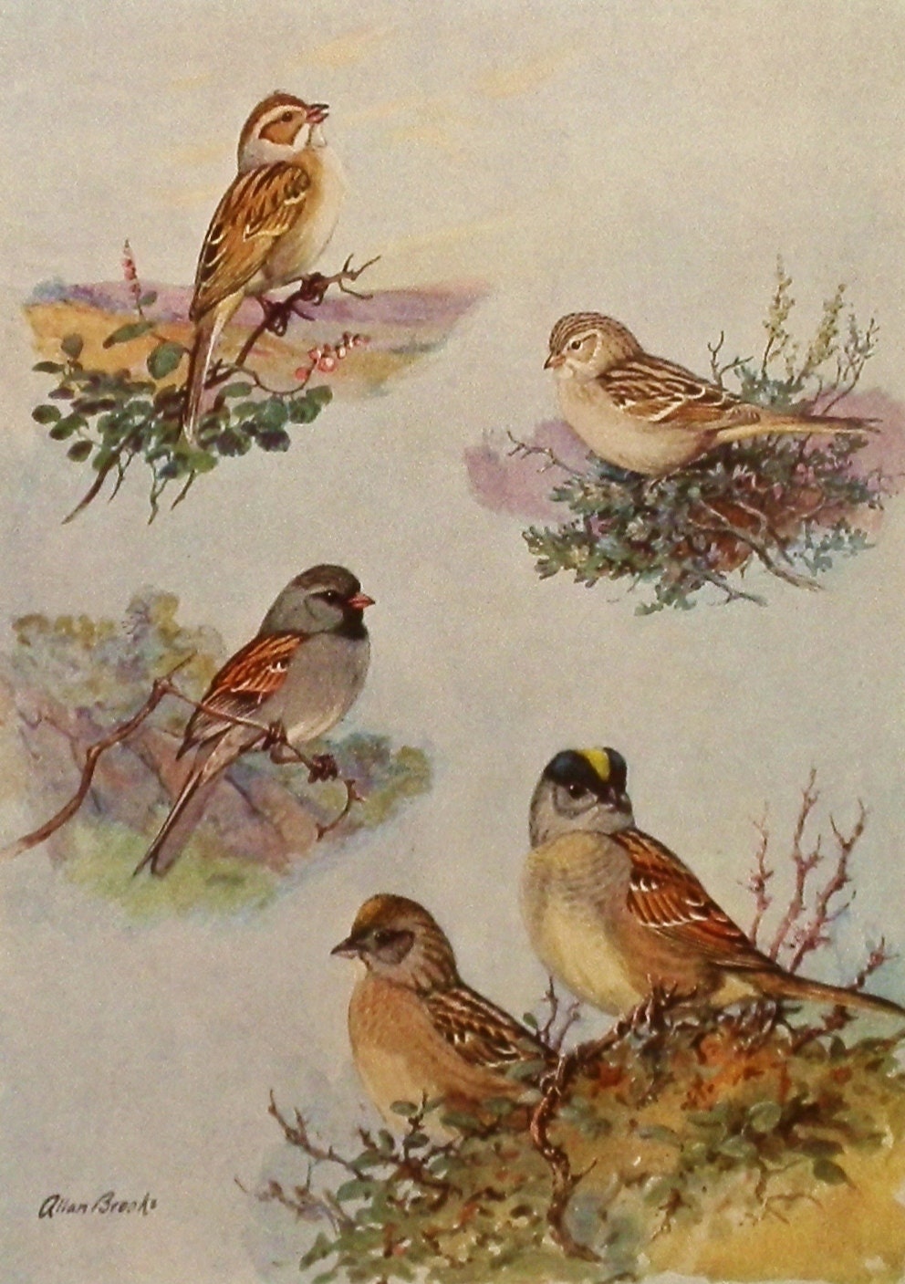 Bird Print Bird Art 1930s Cabin Wall Art by ParagonVintagePrints