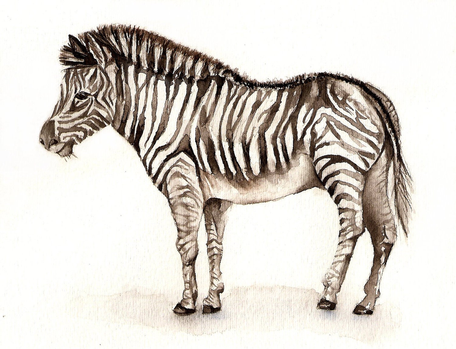 safari watercolor zebra clipart
