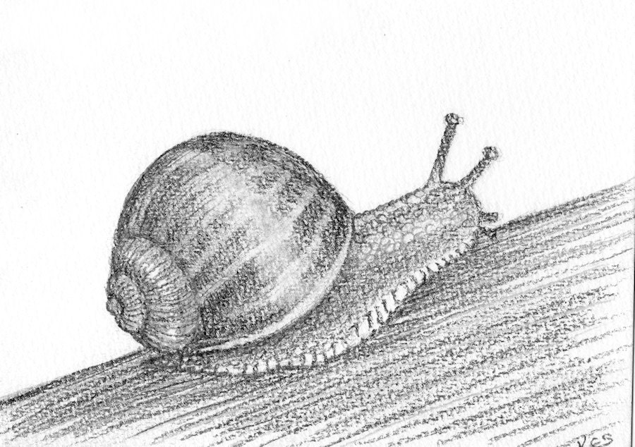 Snail pencil drawing HALF PRICE