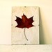 Pressed Leaf - Maple Leaf in Frame (2)