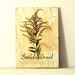 Pressed flower art- dried- Goldenrod with explanation in Frame (1)